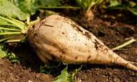 Iran sees major growth in autumn sugar beet cultivation
