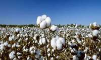Fars province remains Iran’s leading cotton producer