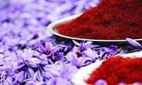 North Khorasan saffron exports to Italy expand