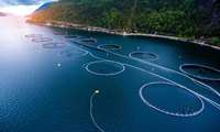 Iran speeds up aquaculture development along southern coasts