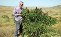 Red sumac bears fruit for first time in Iran via tissue culture