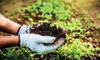Healthy soil cornerstone of safe food production, official notes