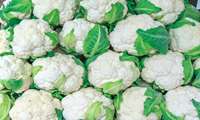 Fars province launches cauliflower exports to Persian Gulf markets