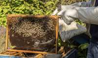 First ready-made honeybee feed factory opens in Neyshabur