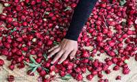 Iranian farmers in Ilam province successfully cultivate roselle