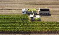 Forage corn harvest begins in Eastern Iran
