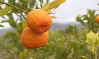Tangerine harvest begins in Kerman province