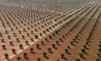 Olive groves key solution to global climate crisis, senior Iranian official says