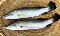 Iran unveils breakthrough method for Asian Sea Bass reproduction