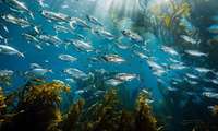 Gilan leading aquatic stock restoration efforts in north, official says 