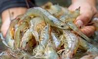 Minister: Iran resolved to boost shrimp farming in Sistan-Baluchestan