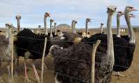 Taibad registers threefold surge in Ostrich chick exports to Afghanistan