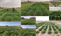 Iran unveils drought-resistant forage grasses 
