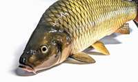 Iranian researchers develop seed vaccine for bacterial fish diseases