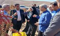 Iran’s envoy to Turkmenistan calls for expansion of barberry exports to regional markets