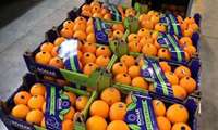 Mazandaran exports over 10,000 tons of citrus to global markets