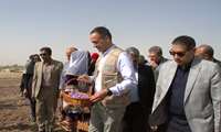 FAO envoy: Iran tops world in saffron production