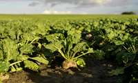 ‘West Azarbaijan province produces 35 percent of Iran sugar beet’