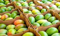 Hormozgan leads national mango production with 30,000 ton harvest
