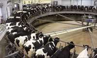 Iran livestock farms outperforming global standards, IVO head says
