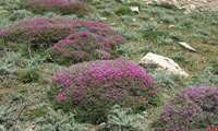 Astragalus, Iran’s silent guardian of soil