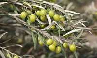 Zanjan at forefront of Iran olive industry: Official  