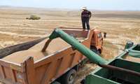 Iran registers significant growth in wheat production this year, official says