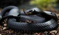 Razi Institute develops breakthrough antivenom for Iran deadliest snakes