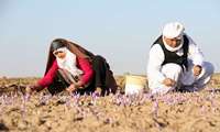 FAO, Mashhad University partner to enhance saffron authenticity testing