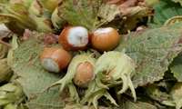 Iranian northern province reports 295 ton hazelnut harvest