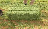 Iran relaxes Alfalfa import rules to boost agricultural supply