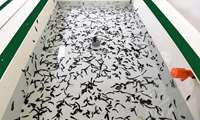 Iran launches major medical leech farming in Qazvin