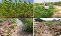 Iran launches hybrid poplar nursery in south 