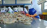 Chaharmahal and Bakhtiari exports over 300 tons of shrimp to Eurasia, official says 