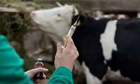 Some 49m livestock vaccinated against FMD, IVO head says 