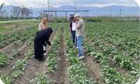 15 new seed varieties to enter Iran’s agricultural sector, official says