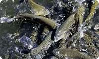 Nahavand exports 1,000 tons of fish annually: Official 