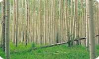 Bojnourd introduces fast-growing poplar varieties, official says