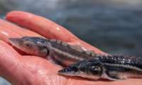 Juvenile sturgeon released in Mazandaran to boost Caspian Sea stock revival