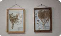 8,000 plant specimens registered in Semnan Genetic Bank