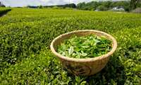 135,000 tons of green tea leaves expected to be harvested this year, official says 