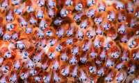 Qazvin province takes delivery of over 536,000 eyed eggs