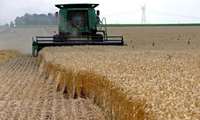 FAO: Iran to remain world’s 14th largest wheat producer