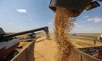 Minister expects Iran’s wheat output to stand at 14m tons in 2026