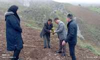 Sumac orchards expand in Hurand to preserve genetic resources, official says 