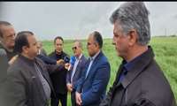 Camelina cultivation expanded to 7,000 hectares in Golestan: Official 