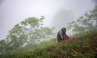 Gilan expects to harvest 6,800 tons of borage this year, official says