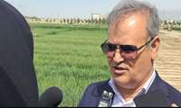 Iranian researchers produce 98 percent of national seed varieties