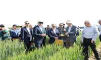 New wheat varieties introduced for Iran’s four climatic zones