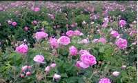 Hamedan produces over 1,000 tons of Damask roses annually, official says